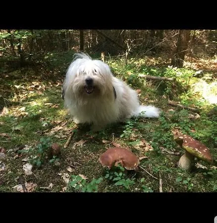 U Trpaslika Konukevi